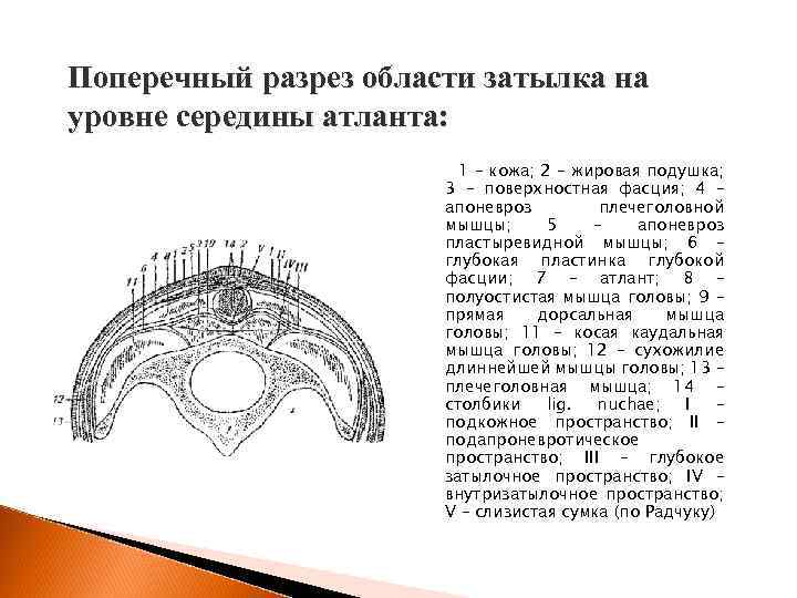 Поперечный разрез области затылка на уровне середины атланта: 1 – кожа; 2 – жировая