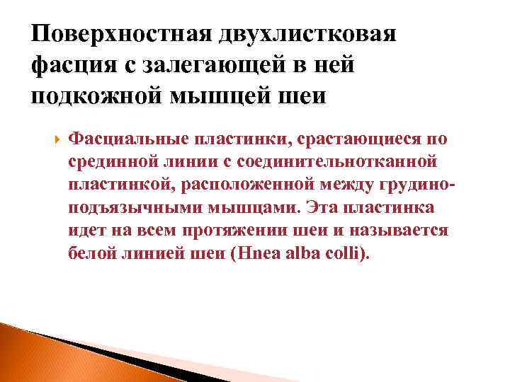 Поверхностная двухлистковая фасция с залегающей в ней подкожной мышцей шеи Фасциальные пластинки, срастающиеся по