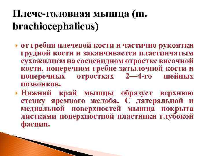 Плече-головная мышца (m. brachiocephalicus) от гребня плечевой кости и частично рукоятки грудной кости и