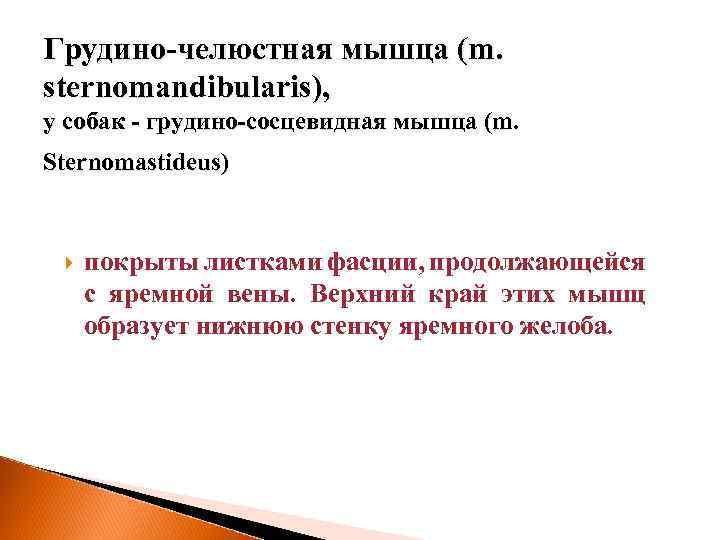 Грудино-челюстная мышца (m. sternomandibularis), у собак - грудино-сосцевидная мышца (m. Sternomastideus) покрыты листками фасции,