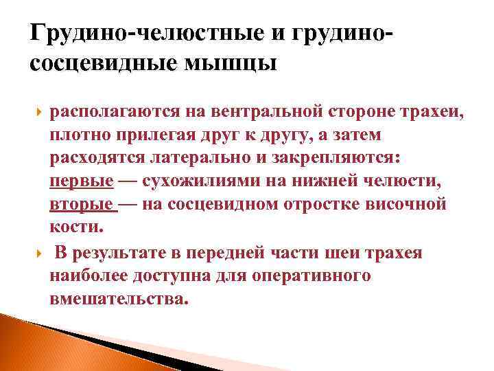 Грудино-челюстные и грудинососцевидные мышцы располагаются на вентральной стороне трахеи, плотно прилегая друг к другу,