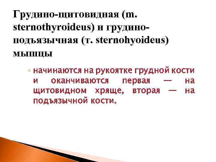 Грудино-щитовидная (m. sternothyroideus) и грудиноподъязычная (т. sternohyoideus) мышцы ◦ начинаются на рукоятке грудной кости