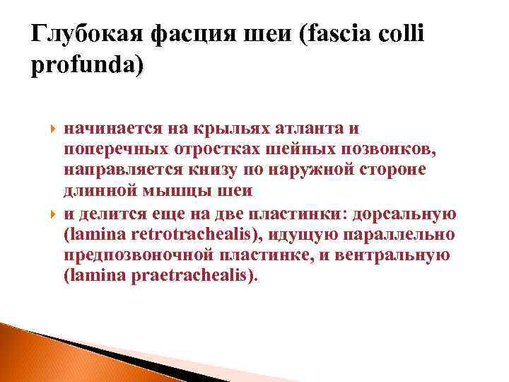 Глубокая фасция шеи (fascia colli profunda) начинается на крыльях атланта и поперечных отростках шейных