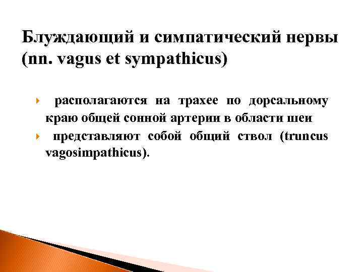 Блуждающий и симпатический нервы (nn. vagus et sympathicus) располагаются на трахее по дорсальному краю