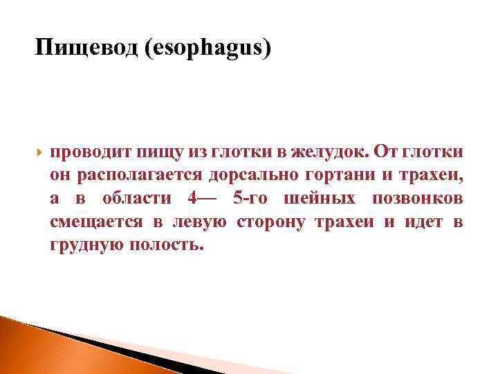 Пищевод (esophagus) проводит пищу из глотки в желудок. От глотки он располагается дорсально гортани