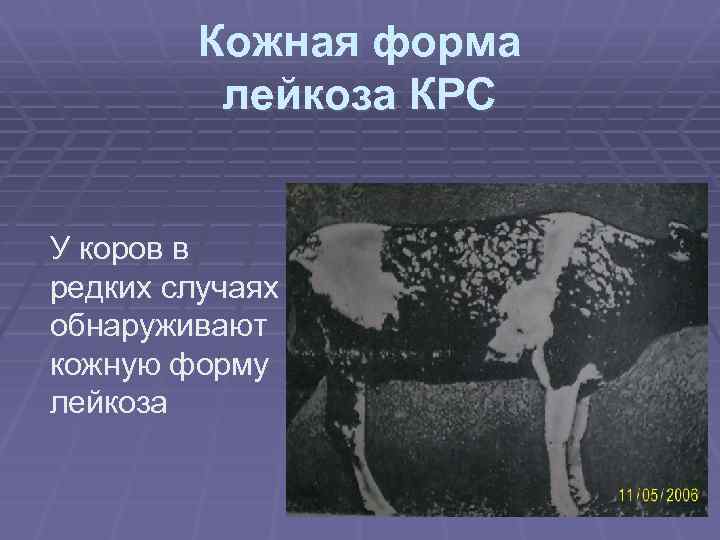 Кожная форма лейкоза КРС У коров в редких случаях обнаруживают кожную форму лейкоза 