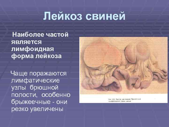 Лейкоз свиней Наиболее частой является лимфоидная форма лейкоза Чаще поражаются лимфатические узлы брюшной полости,
