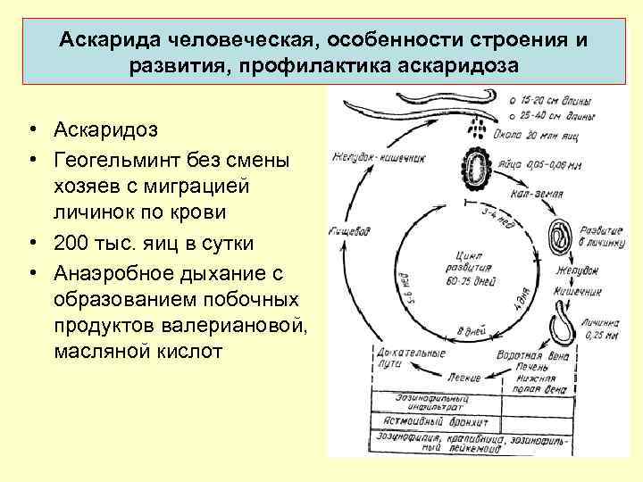 Аскарида человеческая, особенности строения и развития, профилактика аскаридоза • Аскаридоз • Геогельминт без смены