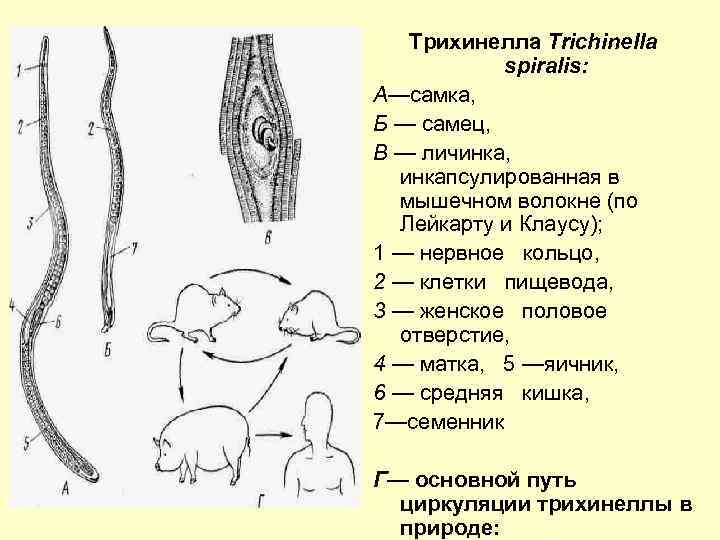Трихинелла Trichinella spiralis: A—самка, Б — самец, В — личинка, инкапсулированная в мышечном волокне