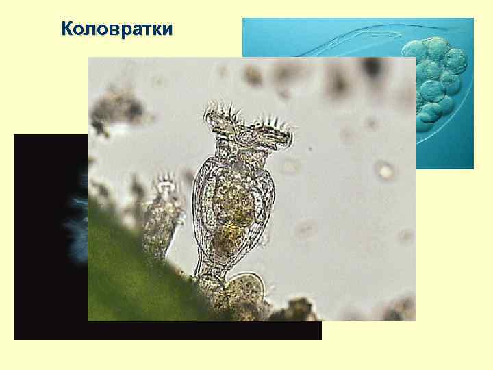 Коловратки 