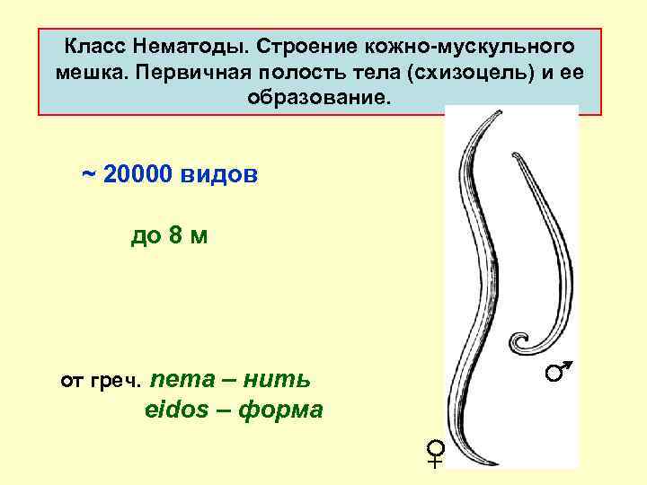 Класс Нематоды. Cтpоение кожно мускульного мешка. Первичная полость тела (схизоцель) и ее обpазование. ~