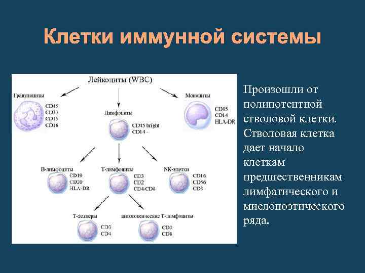 Органы иммунитета и иммунокомпетентные клетки схема