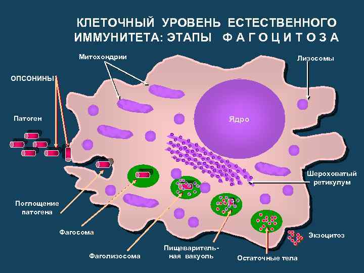 Клеточный иммунитет схема