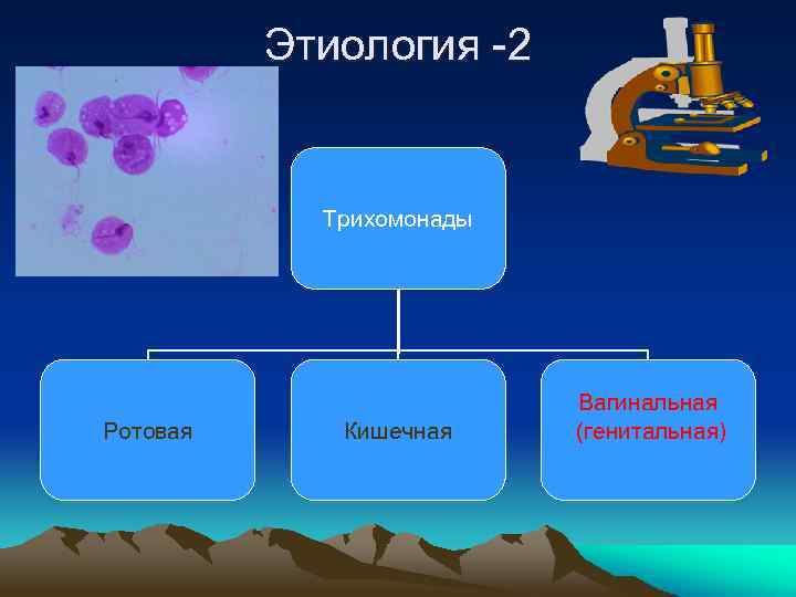 Этиология -2 Трихомонады Ротовая Кишечная Вагинальная (генитальная) 