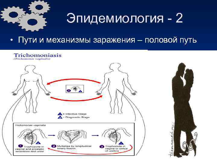 Эпидемиология - 2 • Пути и механизмы заражения – половой путь 
