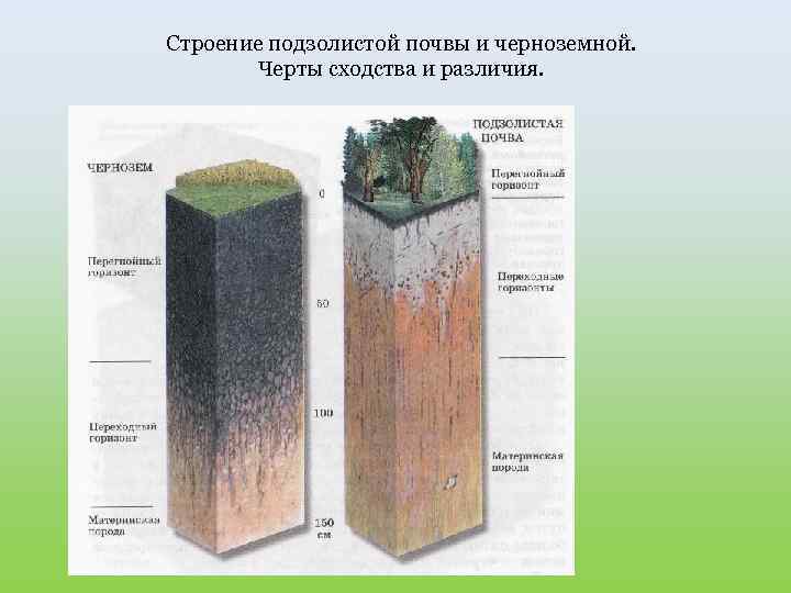 Профиль дерново подзолистой почвы рисунок