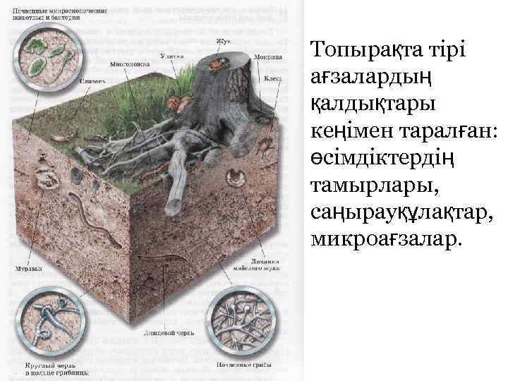 Топырақта тірі ағзалардың қалдықтары кеңімен таралған: өсімдіктердің тамырлары, саңырауқұлақтар, микроағзалар. 