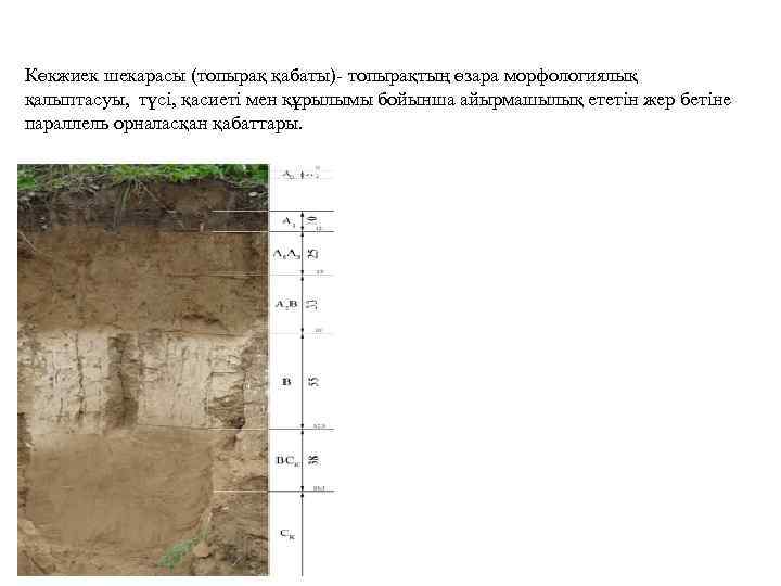 Көкжиек шекарасы (топырақ қабаты)- топырақтың өзара морфологиялық қалыптасуы, түсі, қасиеті мен құрылымы бойынша айырмашылық