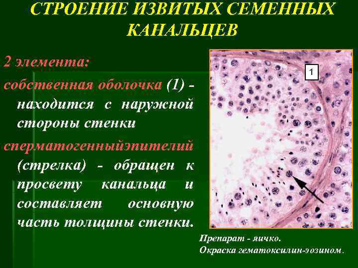 СТРОЕНИЕ ИЗВИТЫХ СЕМЕННЫХ КАНАЛЬЦЕВ 2 элемента: собственная оболочка (1) находится с наружной стороны стенки