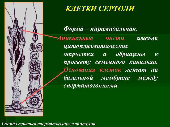 КЛЕТКИ СЕРТОЛИ Форма – пирамидальная. Апикальные части имеют цитоплазматические отростки и обращены к просвету