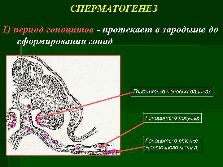 СПЕРМАТОГЕНЕЗ 1) период гоноцитов - протекает в зародыше до сформирования гонад Гоноциты в половых