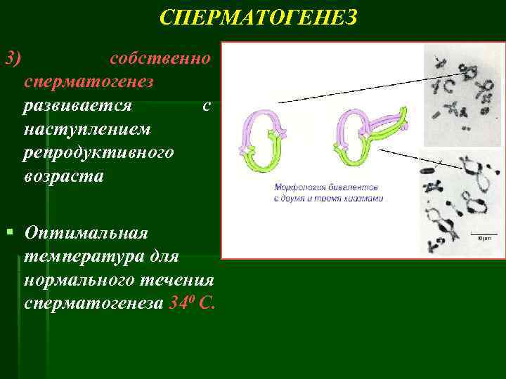 СПЕРМАТОГЕНЕЗ 3) собственно сперматогенез развивается с наступлением репродуктивного возраста § Оптимальная температура для нормального