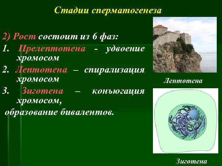 Стадии сперматогенеза 2) Рост состоит из 6 фаз: 1. Прелептотена - удвоение хромосом 2.