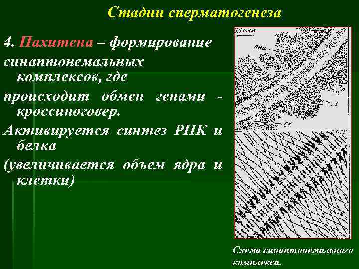 Стадии сперматогенеза 4. Пахитена – формирование синаптонемальных комплексов, где происходит обмен генами кроссиноговер. Активируется