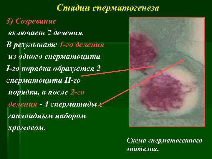 Стадии сперматогенеза 3) Созревание включает 2 деления. В результате 1 -го деления из одного