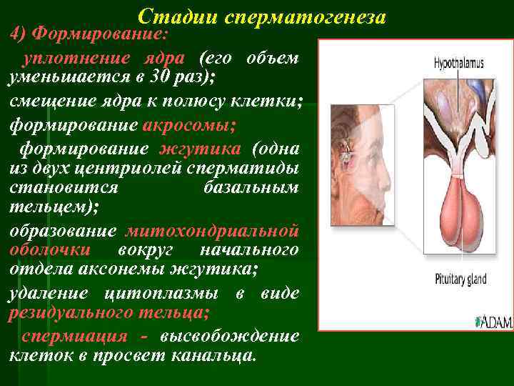 Стадии сперматогенеза 4) Формирование: уплотнение ядра (его объем уменьшается в 30 раз); смещение ядра