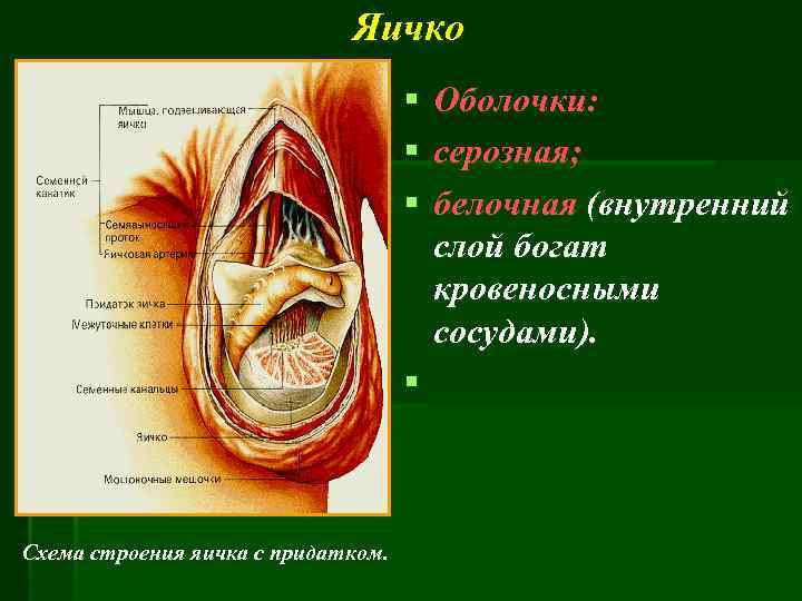 Яичко § Оболочки: § серозная; § белочная (внутренний слой богат кровеносными сосудами). § Схема