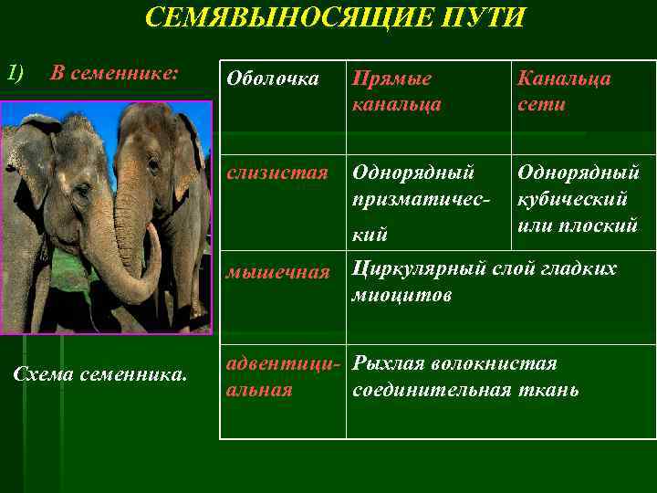 СЕМЯВЫНОСЯЩИЕ ПУТИ 1) В семеннике: Оболочка Прямые канальца слизистая Однорядный призматичес- Канальца сети Однорядный