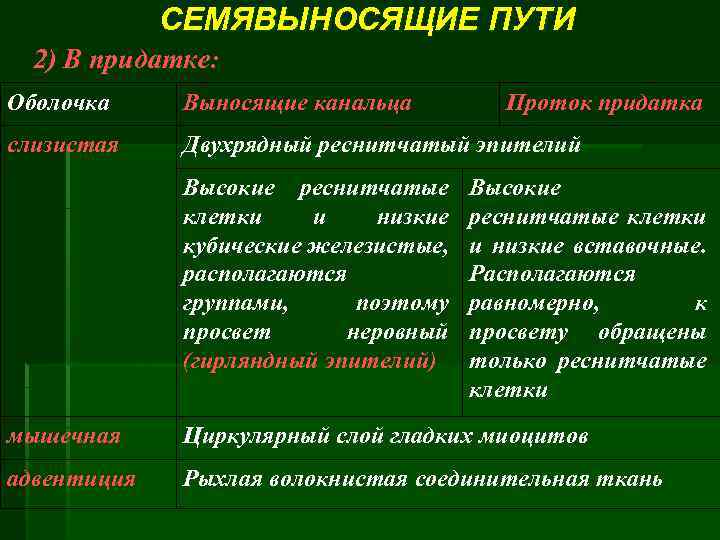 СЕМЯВЫНОСЯЩИЕ ПУТИ 2) В придатке: Оболочка Выносящие канальца слизистая Двухрядный реснитчатый эпителий Высокие реснитчатые