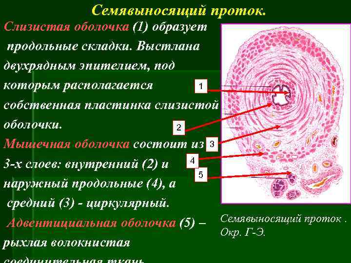 Семявыносящий проток. Слизистая оболочка (1) образует продольные складки. Выстлана двухрядным эпителием, под 1 которым