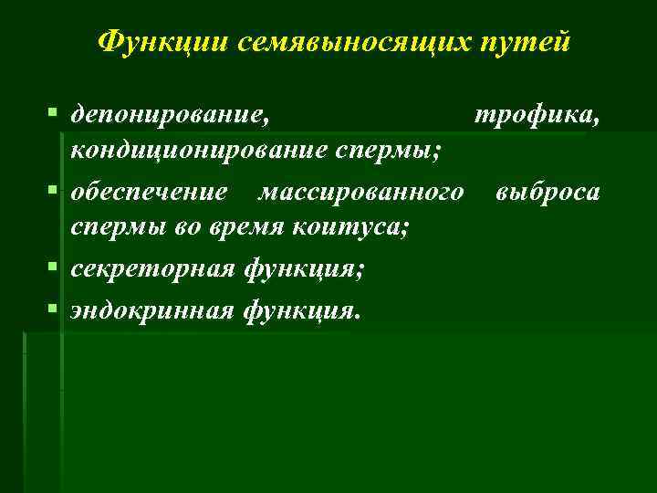 Функции семявыносящих путей § депонирование, трофика, кондиционирование спермы; § обеспечение массированного выброса спермы во