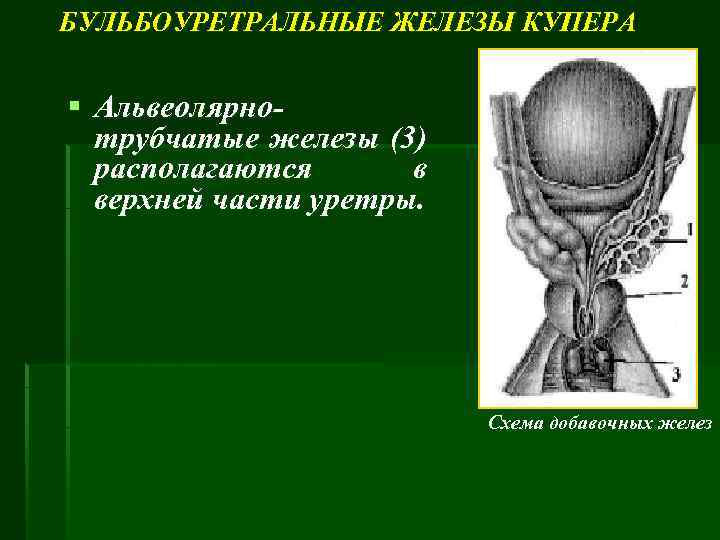 БУЛЬБОУРЕТРАЛЬНЫЕ ЖЕЛЕЗЫ КУПЕРА § Альвеолярнотрубчатые железы (3) располагаются в верхней части уретры. Схема добавочных