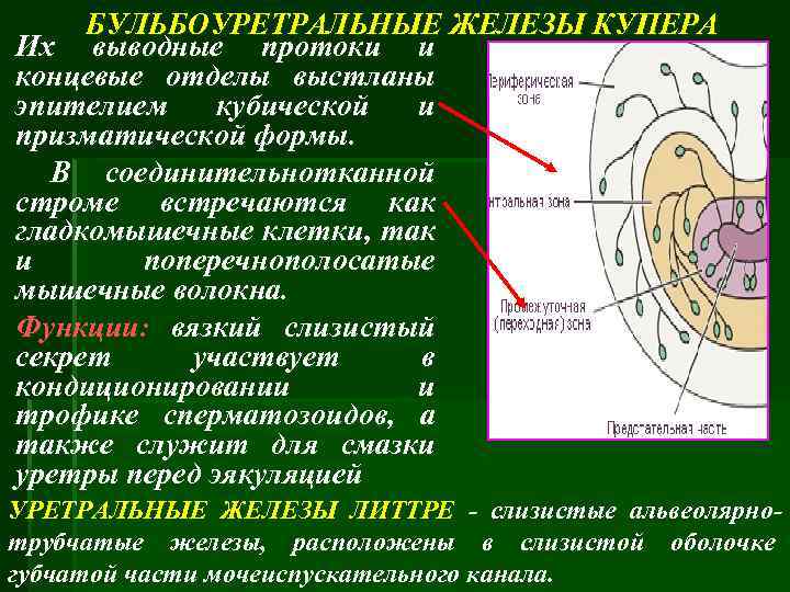 Куперовы железы фото