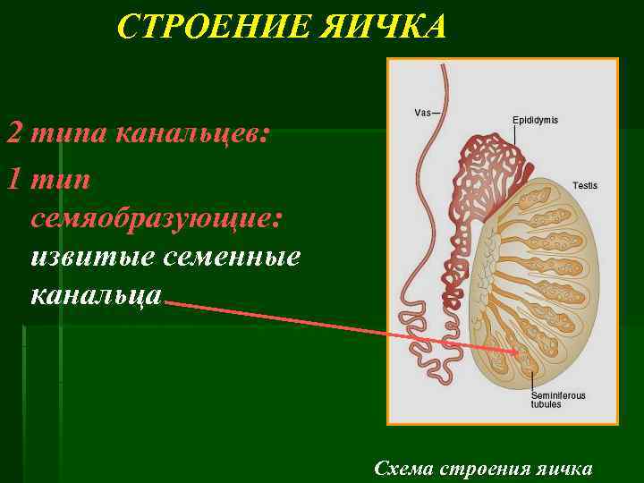 Придаток яичка у мужчин