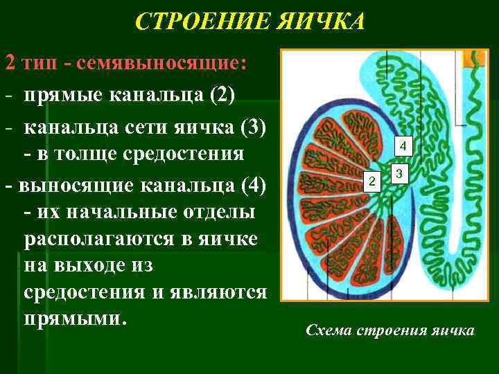 Схема строения яичка