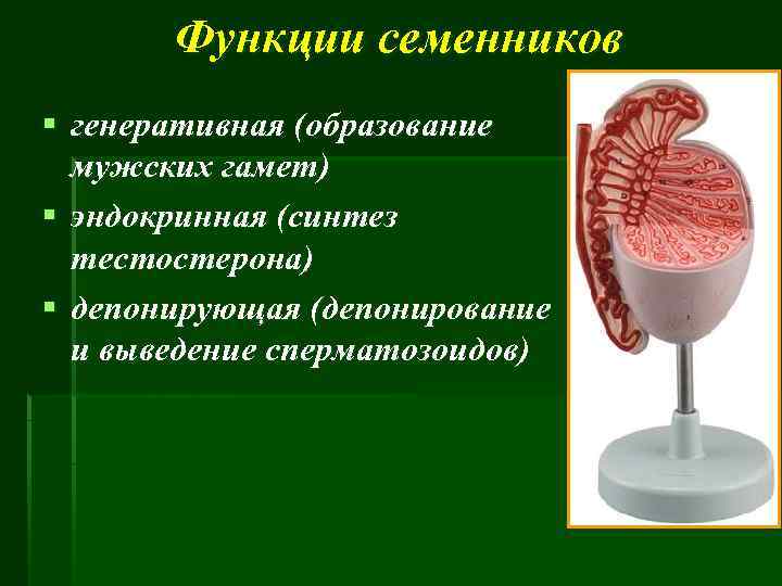 Функции семенников § генеративная (образование мужских гамет) § эндокринная (синтез тестостерона) § депонирующая (депонирование