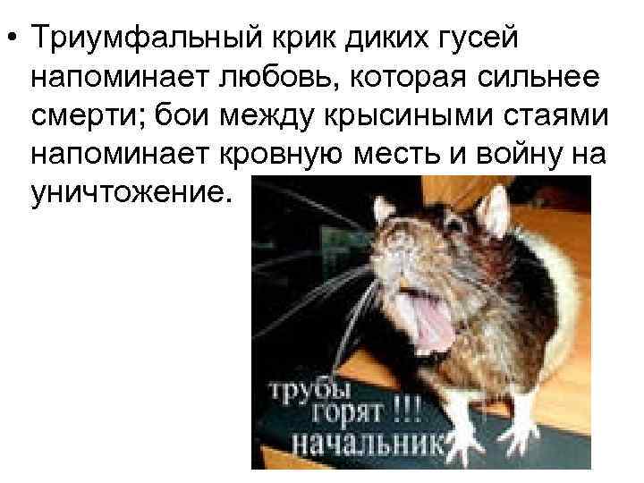  • Триумфальный крик диких гусей напоминает любовь, которая сильнее смерти; бои между крысиными