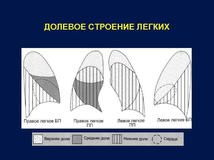 Доли легких схема