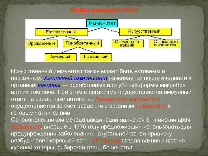Виды иммунитета Искусственный иммунитет также может быть активным и пассивным. Активный иммунитет развивается после
