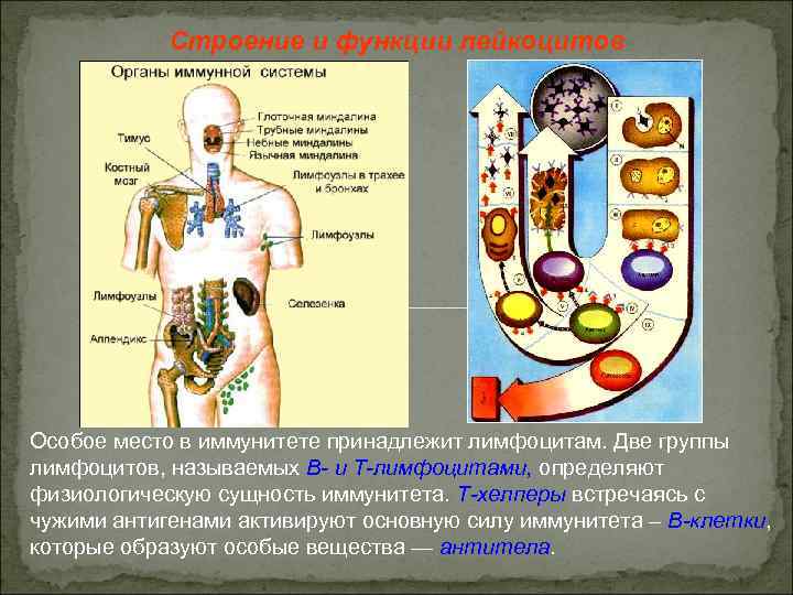 Строение и функции лейкоцитов Особое место в иммунитете принадлежит лимфоцитам. Две группы лимфоцитов, называемых