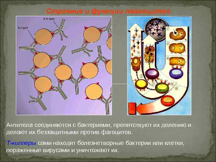 Строение и функции лейкоцитов Антитела соединяются с бактериями, препятствуют их делению и делают их
