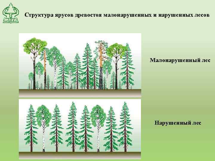 Структура ярусов древостоя малонарушенных и нарушенных лесов Малонарушенный лес Нарушенный лес 