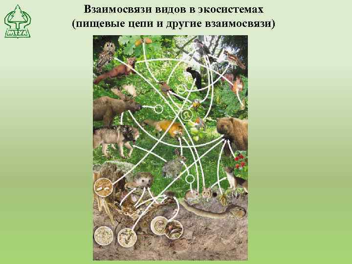 Взаимосвязи видов в экосистемах (пищевые цепи и другие взаимосвязи) 