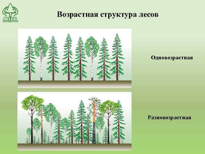 Возрастная структура лесов Одновозрастная Разновозрастная 