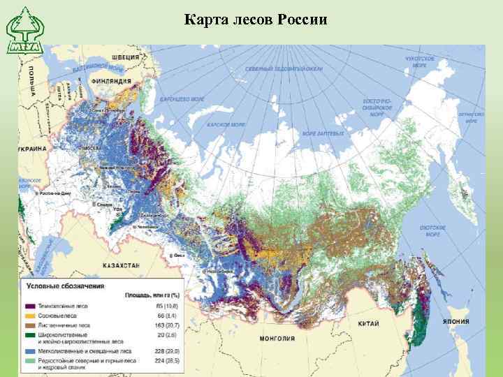 Карта лесов России 