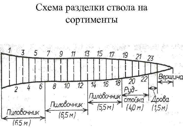 Схема разделки ствола на сортименты 